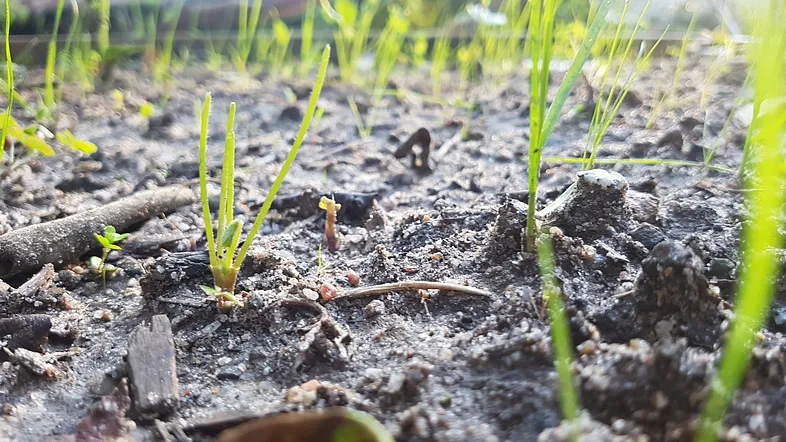 Banner image of small plants sprouting form the soil.